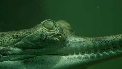 Nahaufnahme-Des-Kopfes-Eines-Jungen-Krokodils,-Das-Unter-Wasser-Schwimmt-Und-Zum-Angriff-Bereit-Ist