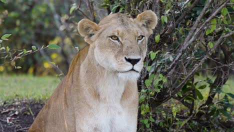 A-Close-Up-Shot-Of-A-Lonely-Lioness-Sitting-Among-Leafy-Plants-In-The-Wild