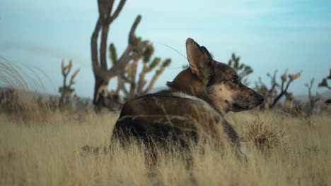 Hermoso-Perro-Lobo-Sentado-En-El-Suelo-En-El-Desierto-De-La-Reserva-De-Mojave