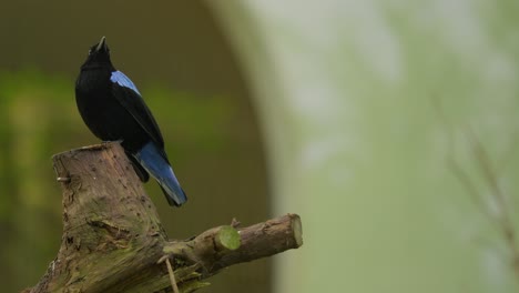Telephoto-black-bird-with-blue-neck-and-tail-in-forest,-blurry-background