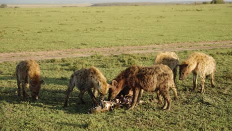 A-Reveal-Shot-Of-A-Pack-Of-Hyenas-Eating-A-Dead-Zebra-In-The-Wild-Landscape