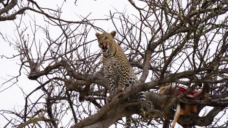 A-Low-Angle-Shot-Of-A-Leopard-On-A-Tree-Cleaning-Itself-After-Eating-A-Wild-Animal