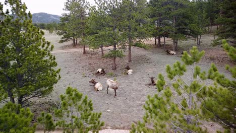 Aerial-view-of-elk-in-rocky-mountain-wilderness,-outside-Estes-Park,-Colorado