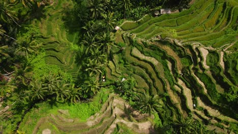 A-bird's-eye-view-of-rice-paddies-and-a-group-of-palm-trees-in-Bali
