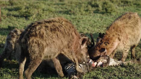 Eine-Enthüllungsaufnahme-Eines-Hyänenrudels,-Das-In-Der-Wilden-Landschaft-Ein-Totes-Zebra-Frisst