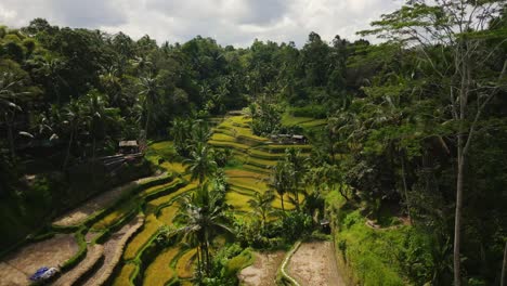 Aerial-of-a-tropical-forest,-palm-trees-and-green-rice-fields-in-Bali