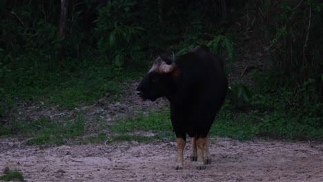 Licking-its-face-and-nose-while-wagging-its-tail-then-looks-away-as-seen-before-dark-in-the-forest,-Indian-Bison-Bos-gaurus,-Thailand