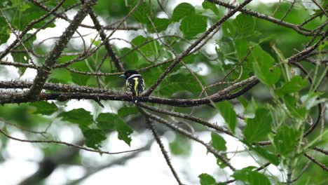 Seen-from-its-back-as-the-camera-zooms-out-during-a-windy-afternoon,-Black-and-yellow-Broadbill-Eurylaimus-ochromalus,-Thailand