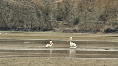 Migratory-Magic:-American-White-Pelicans-Visit-Cooney-Bay,-Kamloops-in-Fall