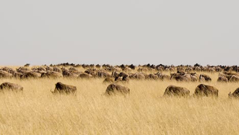 A-Panoramic-Shot-Of-A-Heard-Of-Buffalos-Grazing-And-Walking-In-The-Tall-Golden-Grass