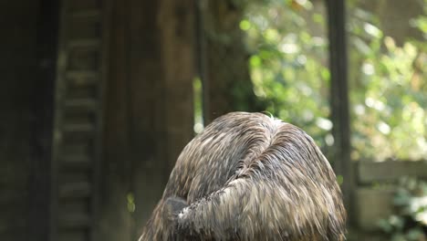 Emú-Cabeza-De-Primer-Plano,-Dromaius-Novaehollandiae,-En-Ambiente-Zoológico,-Teleobjetivo