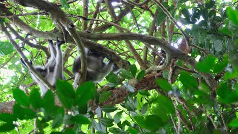Seen-from-under-the-tree-as-one-moves-to-reposition,-Spectacled-Leaf-Monkey-Trachypithecus-obscurus,-Thailand