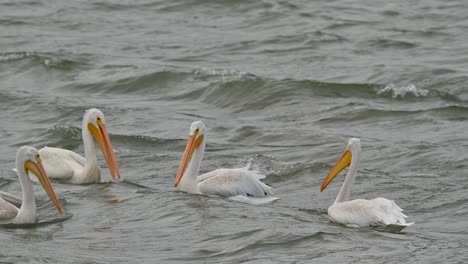 Cooney-Bay-Chroniken:-Die-Saisonale-Ankunft-Der-Amerikanischen-Weißen-Pelikane