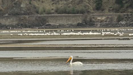 Kamloops&#39;-Herbstspektakel:-Amerikanische-Weiße-Pelikane-In-Cooney-Bay