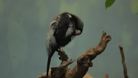 El-Pájaro-Coleto-Starling-Limpia-Su-Vientre-Con-Pico,-Teleobjetivo-Naturaleza-Salvaje