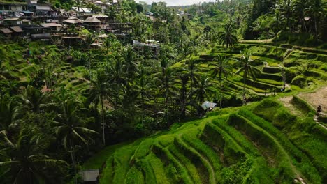 People-overlooking-green-rice-fields,-a-village-and-palm-trees-in-Bali