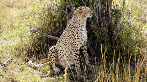 A-Lonely-Cheetah-Sitting-On-The-Sheltered-Grassy-Ground-And-Looking-Around