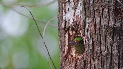 Camera-zooms-out-revealing-this-individual-in-the-burrow,-Moustached-Barbet-Psilopogon-incognitus,-Thailand