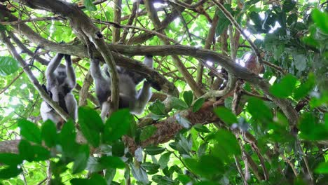 Both-resting-on-branches-then-the-one-on-the-left-moves-to-the-top-branch-and-the-other-looks-down,-Spectacled-Leaf-Monkey-Trachypithecus-obscurus,-Thailand