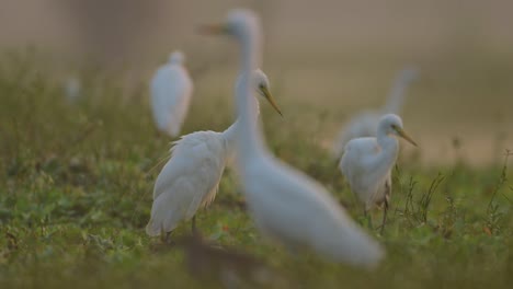 The-Flock-of-Great-egrets-in-Morning