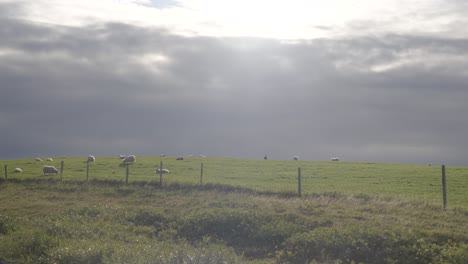 Toma-Estática-De-Un-Rebaño-De-Ovejas-Pastando-En-El-Campo-Islandés-Bajo-El-Sol.