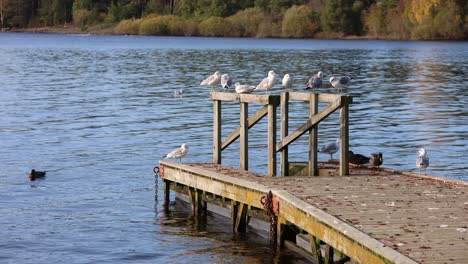 Seagulls,-ducks-on-floating-dock-in-pond-on-bright-autumn-day