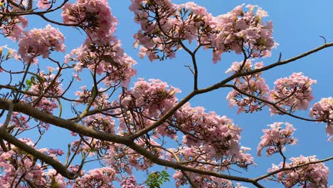 Eine-Blühende-Tabebuia-Rosea,-Auch-Rosa-Poui-Oder-Rosa-Trompetenbaum-Genannt