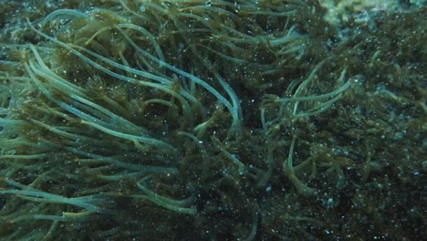 Close-up-of-algae-and-seagrass-on-the-seabed-of-the-pacific-ocean-near-norfolk-island-during-a-dive-in-a-strong-current-through-aquatic-flora