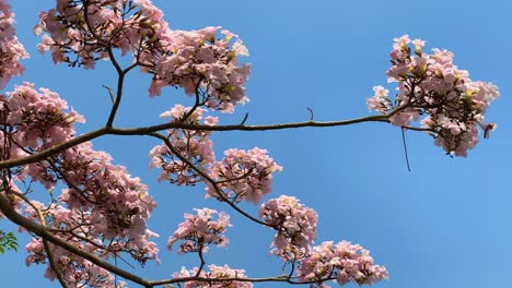 Sakura-blooming-in-spring-season-against-blue-sky