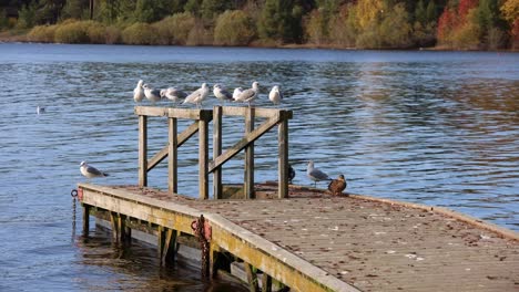 Ducks-and-seagulls-resting-at-floating-dock-in-freshwater-lake-during-autumn