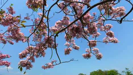 Blooming-flowers-Tabebuya-tree-with-blue-sky---Handroanthus-chrysotrichus