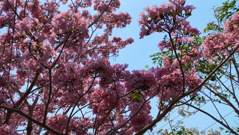 Very-dense-pink-flowers-on-the-trees