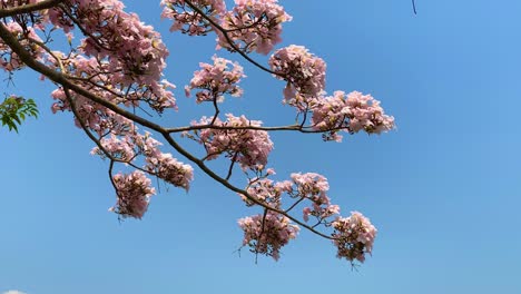 Blühender-Blumen-Tabebuya-Baum-Mit-Blauem-Himmel,-Der-Sich-Im-Wind-Wiegt