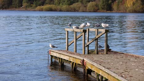 Duck-and-flock-of-seagulls-resting-in-afternoon-sun-at-floating-dock