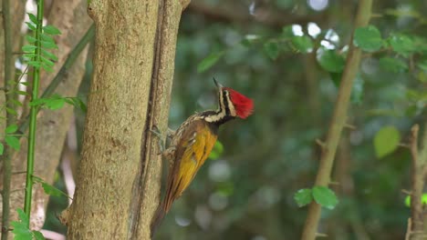 Seen-going-down-the-tree-looking-for-food,-Common-Flameback-Dinopium-javanense,-Male,-Thailand