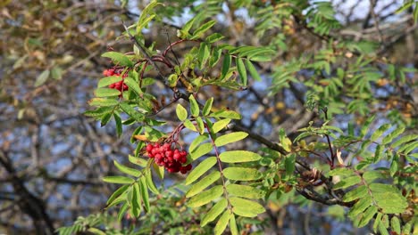 Mountain-Ash,-or-Rowan-berries-blow-in-autumn-breeze,-close-up-view