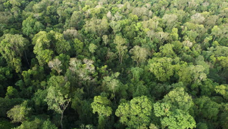 Luftaufnahme-über-Dichtem-Grünen-Dschungel-In-Argentinien