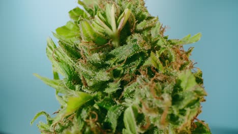 Detalle-Macro-De-Un-Cogollo-De-Cannabis-Giratorio-Que-Se-Acerca-Y-Muestra-Tricomas-Con-Lente-De-Sonda