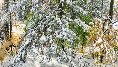 Nieve-Acumulada-En-Abetos-Después-De-Una-Tormenta-De-Nieve.