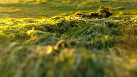 Heaps-of-green-sea-grass-exposed-after-estuary-breach,-low-angle-sunset-slider