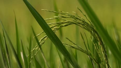 Rice-grass---Food---wind---green-