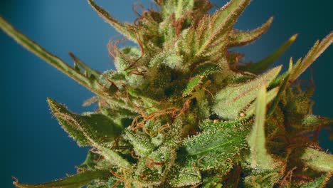 Zoom-out-on-cannabis-bud-with-blue-background