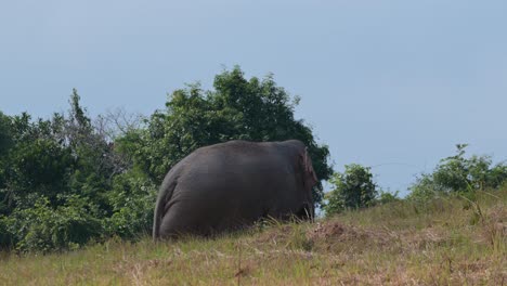 Enormously-imposing-its-size-on-this-hilly-ridge-as-it-moves-up-and-feeds-there,-Indian-Elephant-Elephas-maximus-indicus,-Thailand