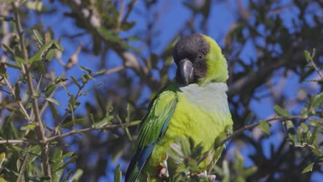 Wild-Nanday-Parakeet-sits-on-a-tree-branch-preening-in-Florida