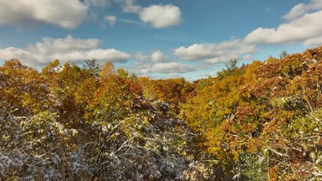 Bis-Zu-Den-Wipfeln-Der-Herbstbäume-Aufsteigend