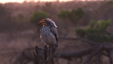 Southern-yellow-billed-hornbill-sitting-on-a-trunk-during-sunset-in-Africa,-close-up
