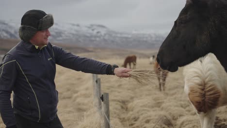 Un-Hombre-De-Mediana-Edad-Alimentando-A-Mano-A-Un-Caballo-Negro-En-Islandia
