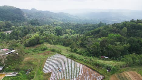 Erdbeerfarm-In-Erhöhtem-Gelände,-Umgeben-Von-Tropischem-Wald,-Philippinen