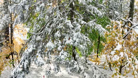 Snow-densely-packed-on-pine-tree-limbs