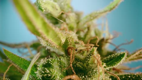 Makrodetail-Von-Würmern,-Die-Sich-Von-Cannabisknospenblüten-Ernähren